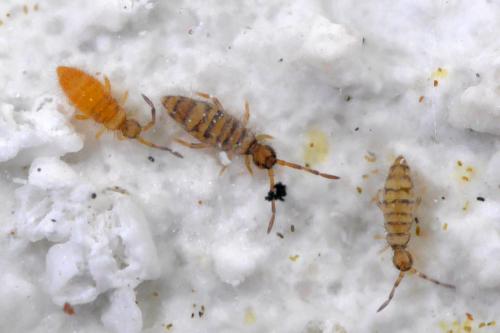 Entomobrya atrocincta